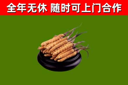 新民市烟酒回收冬虫夏草.jpg